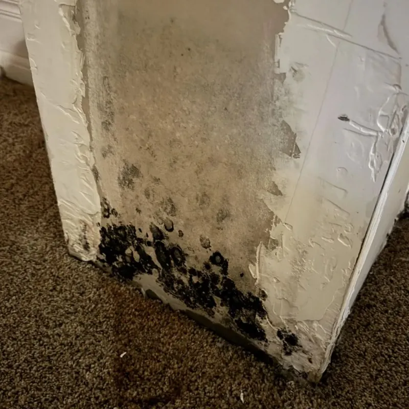 Professional Mold Removal in Johnstown, OH